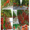 Green Houses Green Multi Span Tomato Greenhouse